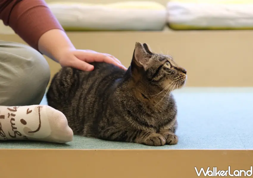 ▲NUKU NUKU貓咪中途咖啡廳採取 10 分鐘 55 元的計時模式。(攝影：鄭雅之)