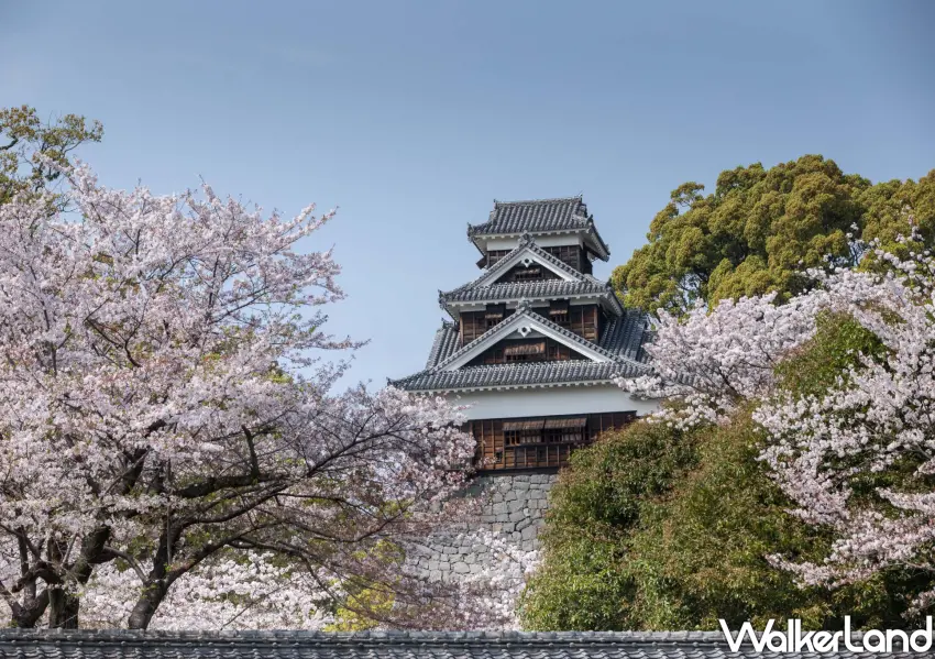 ▲台中人出國飛熊本就選星宇航空。