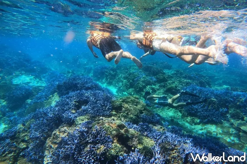 ▲「南海四島一日遊」行程中包含浮潛體驗，讓旅客能潛入蔚藍海水中欣賞珊瑚礁生態。圖／易遊網提供；窩客島整理