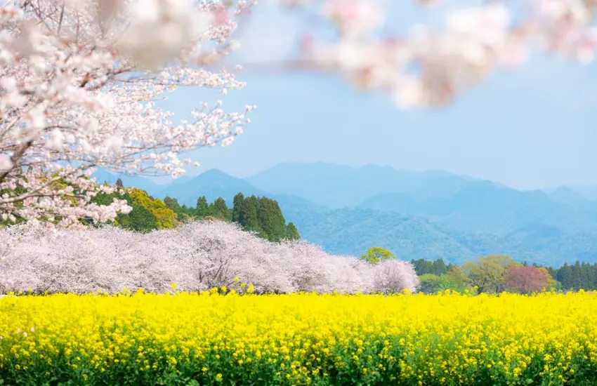 ▲西都原古墳群春天有櫻花、油菜花,是季節花卉盛開的賞花名勝。(圖/shutterstock)