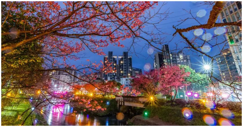 汐止櫻花秘境點燈！近200株汐止櫻花大道超浪漫，週末櫻花市集加碼逛。