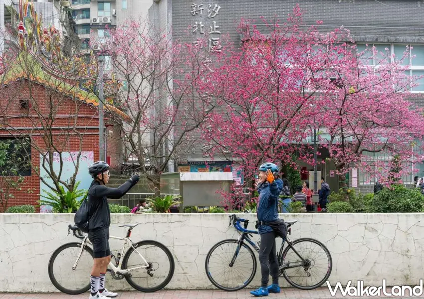 ▲汐止康誥坑溪櫻花季週末有農夫市集，將在文化市民活動中心前舉辦。