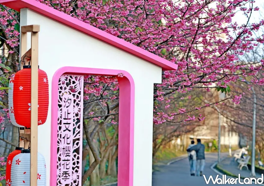 ▲汐止康誥坑溪櫻花季於即日起至02/22期間登場。