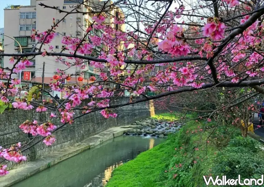 ▲康誥坑溪畔的「汐止櫻花大道」，兩旁種植了近200株山櫻花，每到過年前後便成為粉嫩浪漫世界。