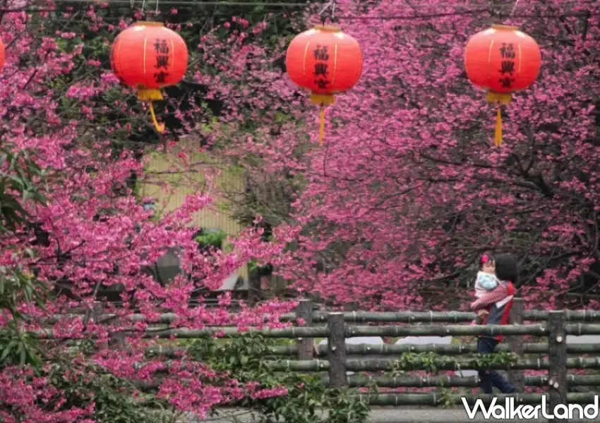 ▲汐止櫻花季舉辦文化櫻花攝影比賽，投稿就有機會獲得最高12000元的農會提貨券。
