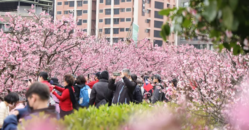 搭捷運賞櫻花！內湖樂活夜櫻季1/30點燈，3公里櫻花步道 市集一次滿足。