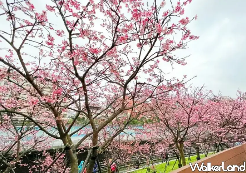 ▲2026內湖樂活夜櫻季將於1/30浪漫點燈。