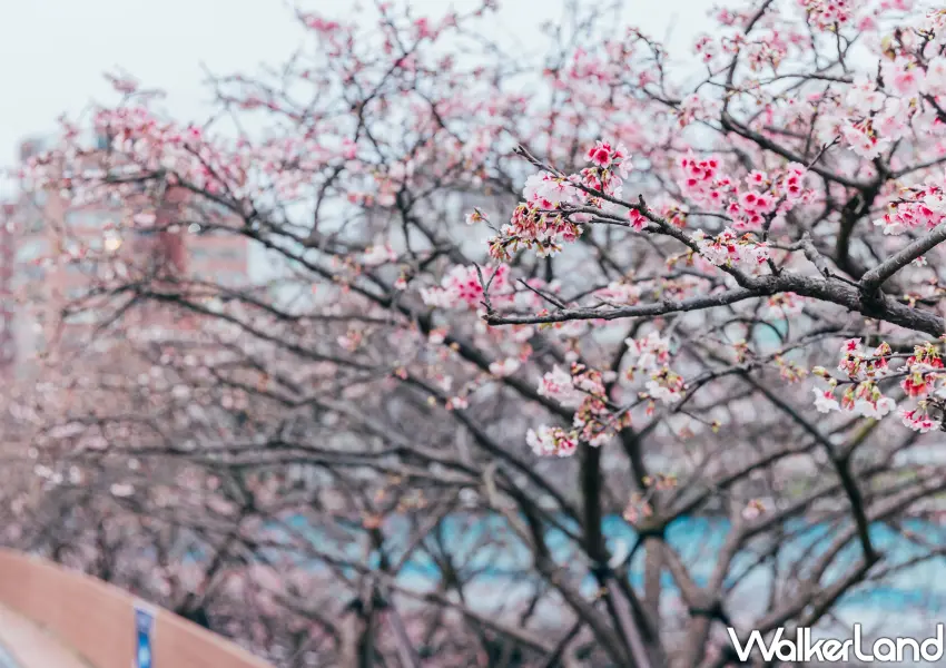 ▲連綿３公里的樂活夜櫻季有寒櫻、八重櫻等不同櫻花品種接力盛開。