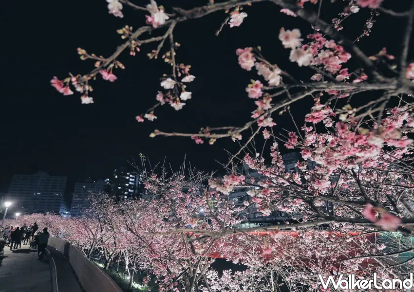 ▲2026樂活夜櫻季無論白天、夜晚都能到此漫步在浪漫櫻花樹下。