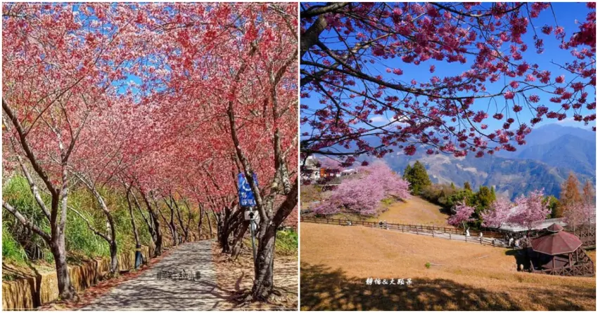▲陵農場最經典的「紅粉佳人」隧道，盛開時抬頭幾乎看不到天空；清境農場擁有無敵山景，愜意氛圍宛若在異國渡假。