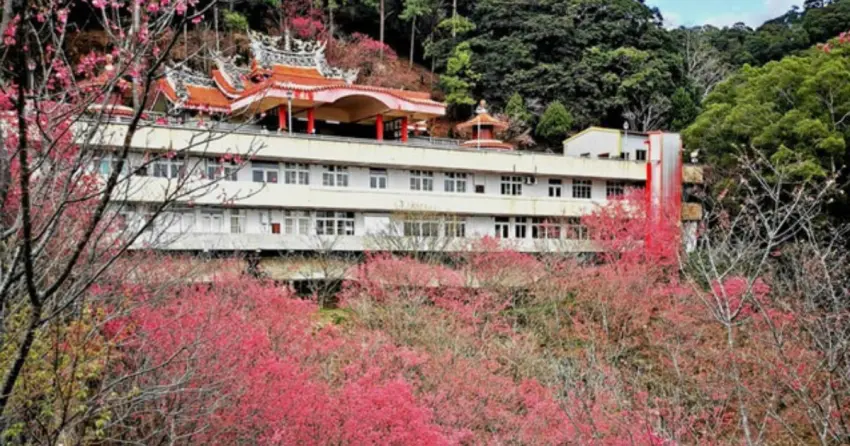 ▲苗栗協雲宮依山而建，粉紅花海與莊嚴的廟宇建築相互輝映，是中部難得一見的賞櫻秘境。