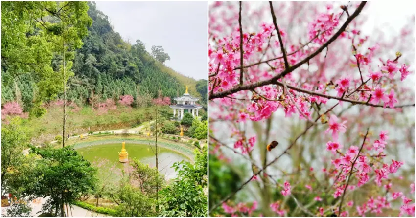 ▲隱身山林的「蓮臺山妙音淨苑」，櫻花與莊嚴淨苑交織出濃濃禪意。