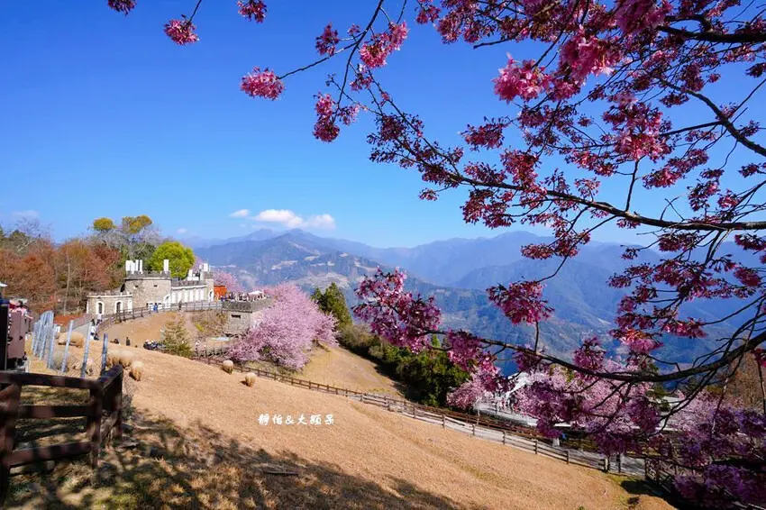 ▲中部賞櫻季夢幻登場，從清境農場的異國風情到武陵農場的浪漫花色，一次搜藏7大必訪絕景！