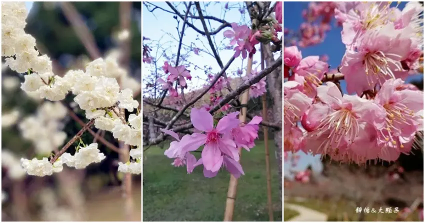 ▲從稀有的雪白櫻花到層次豐富的粉色漸層，蒐藏屬於自己的春日限定圖鑑！