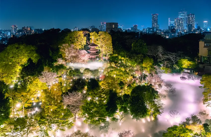 ▲從2月上旬的早開河津櫻開始,接著是寒緋櫻、雅櫻,最後到4月中旬的染井吉野櫻,整整兩個半月都能欣賞到不同品種的櫻花。