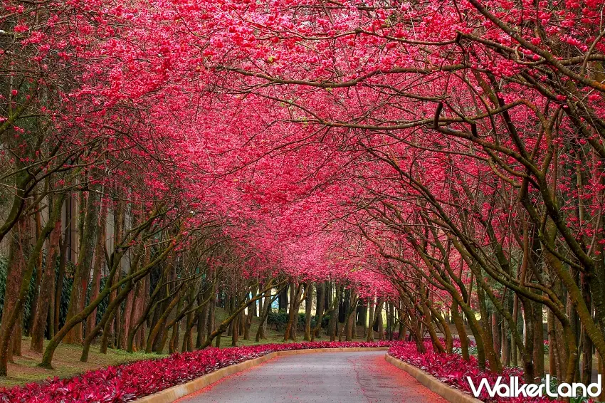 ▲園內櫻花品種眾多,交織成粉嫩櫻花海。 圖/九族文化村提供;窩客島整理