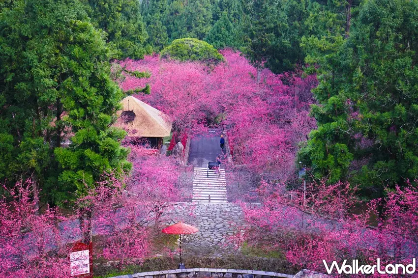 ▲悠閒漫步在九族文化村的櫻花樹下。 圖/九族文化村提供;窩客島整理