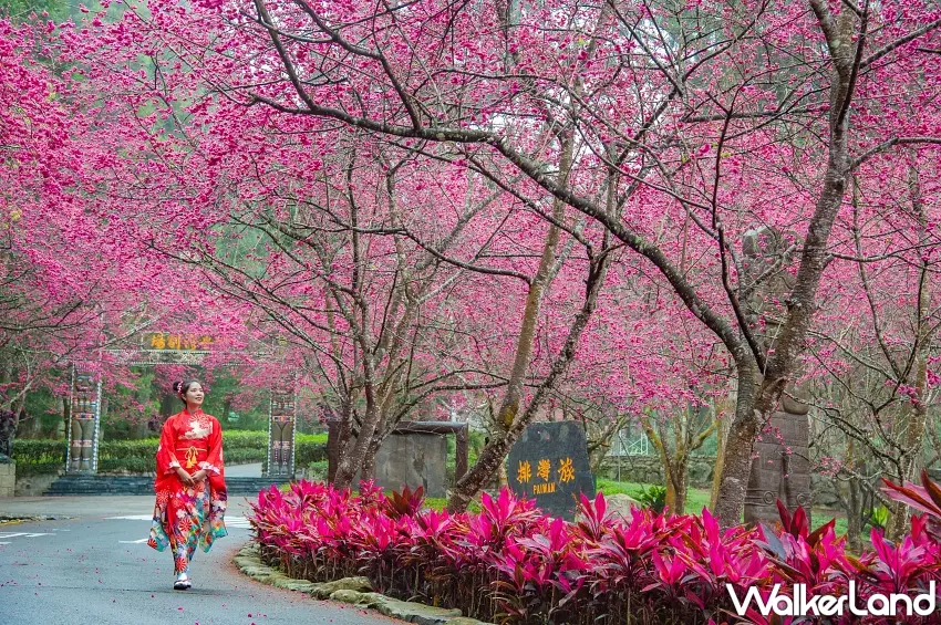 ▲盛放的櫻花與傳統建築營造日式氛圍。 圖/九族文化村提供;窩客島整理