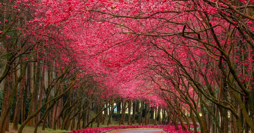 6000 株櫻花盛放！2026九族櫻花祭全攻略，4 米巨大招財貓九萬兩、票價、夜櫻時間與限定火舞秀搶先看。