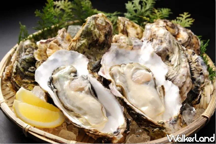 ▲來到日本國內牡蠣生產量奪冠的廣島，新鮮肥美的牡蠣是國內外旅客來訪的必吃美食。 圖／HIT廣島縣觀光聯盟提供；窩客島整理