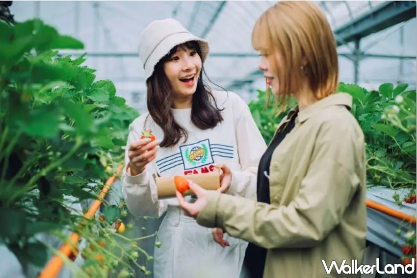 ▲廿日市市內有提供採果體驗的觀光果園，很適合冬季闔家一同前來體驗。 圖／HIT廣島縣觀光聯盟提供；窩客島整理