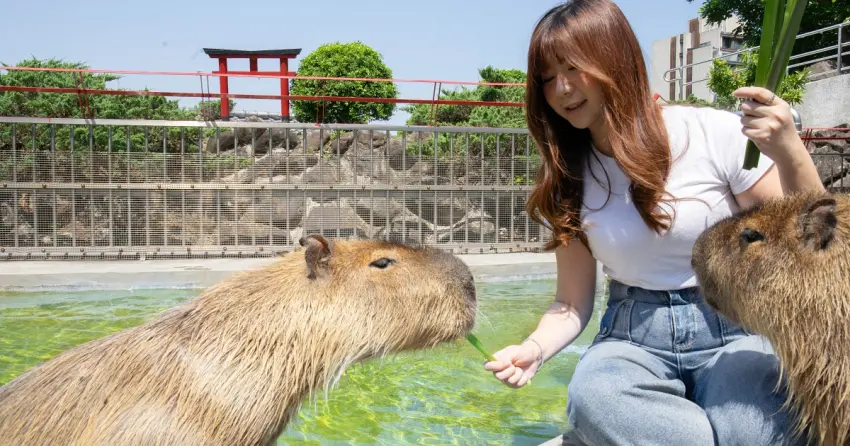 春遊宜蘭必看！宜蘭綠舞「吃好睡好計劃」一泊二食，壽喜燒、宵夜加碼萌寵互動全攻略。
