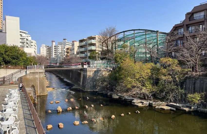 ▲1990 年代大舉整頓，在目黑川沿岸重新種植約 800 株染井吉野櫻，再度成為如今東京的賞櫻景點和散步街區。