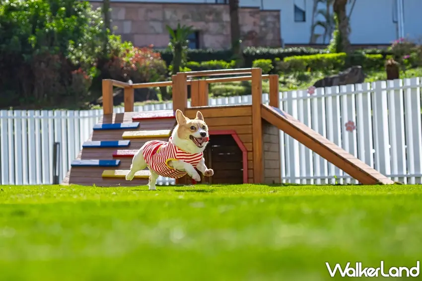 ▲多樣化的遊憩空間設計，讓每位毛孩賓客都能在大溪綠意中享受玩樂時光。 圖／大溪笠復威斯汀提供；窩客島整理