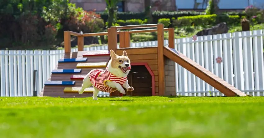 帶毛孩住威斯汀！桃園大溪狗狗專屬豪華樂園一泊二食再送萌寵保健品，挑戰全台最強寵物共融奢華假期。