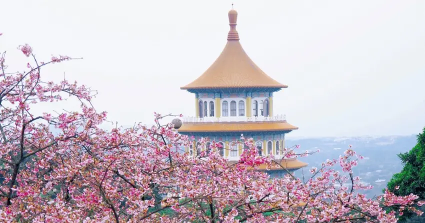 ▲壯闊的東方廟宇矗立於粉色花海之上，無極天元宮獨有的構圖美學，讓人彷彿置身京都古寺。