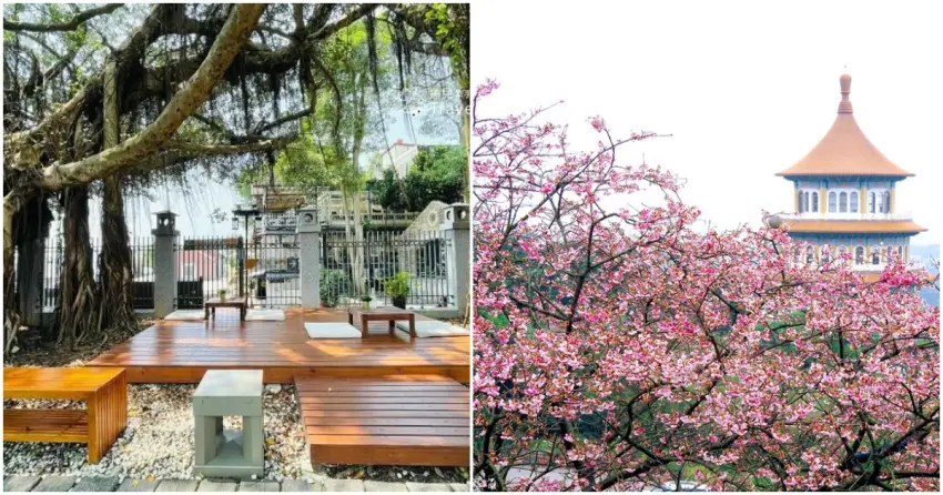 ▲搭乘淡海輕軌，從天元宮的粉嫩櫻花海，一路玩到河岸古蹟的愜意下午茶！追櫻、看河景、吃美食都能全滿足，跟著這條私房路線，週末立刻出發！