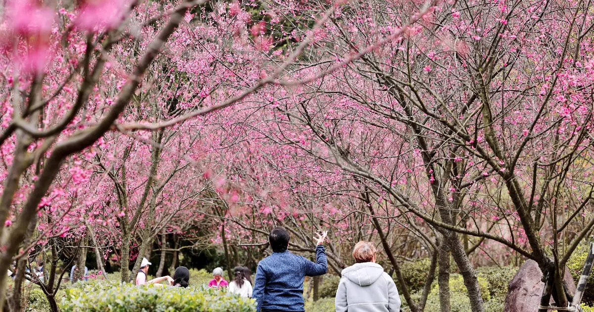 台北人後花園賞櫻花去！2026陽明山花季3大亮點，夢幻櫻花一路到3月。