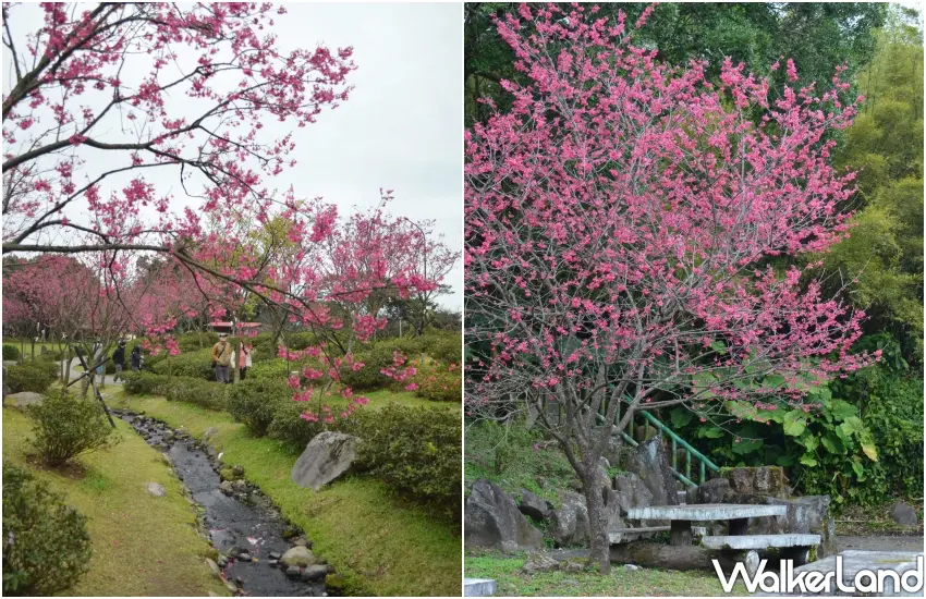 ▲漫步在陽明公園的粉紅隧道下，抬頭就能看見鮮紅的山櫻花與八重櫻交織。