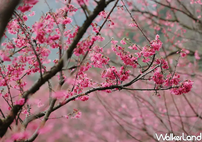 ▲近距離欣賞陽明山櫻花，鮮豔的桃紅色花朵像是一串串小鈴鐺。