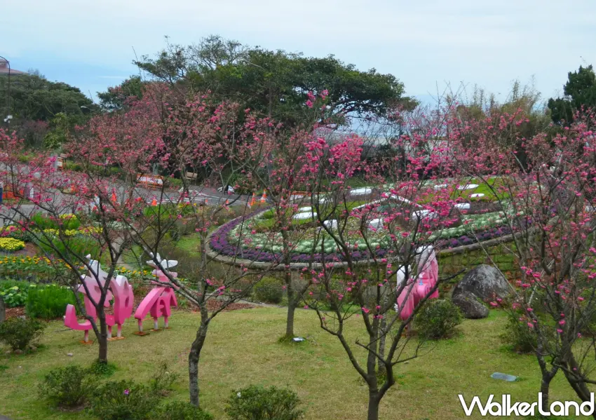 ▲經典的花鐘廣場換上春裝，周邊圍繞著熱情綻放的櫻花。