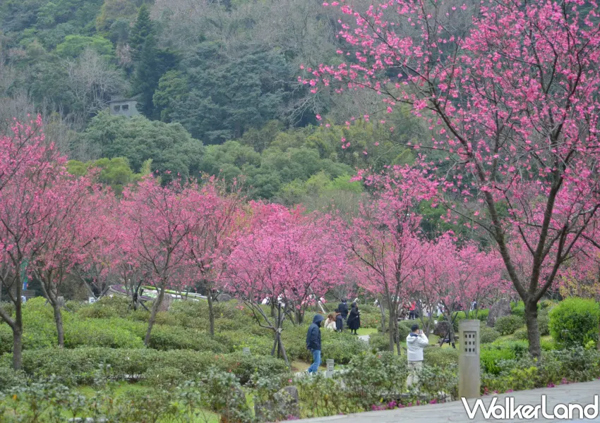 ▲花季期間的陽明公園人氣超旺，大家紛紛在粉紅花海中尋找最佳角度，留下屬於 2026 年春天的專屬回憶。