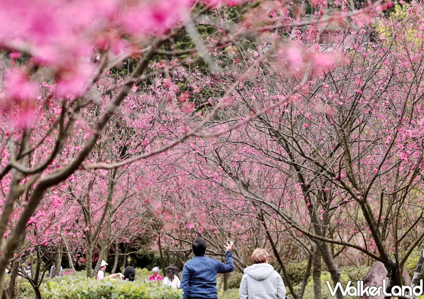 ▲漫步在陽明公園的粉紅隧道下，抬頭就能看見鮮紅的山櫻花與八重櫻交織，過年期間來這踏春最有喜氣感。