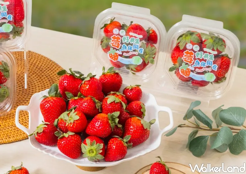 ▲7-ELEVEN北部限定販售統一企業集團新鮮美姬草莓，每盒199元，24小時冷鏈配送，粉絲可安心購入保持新鮮。