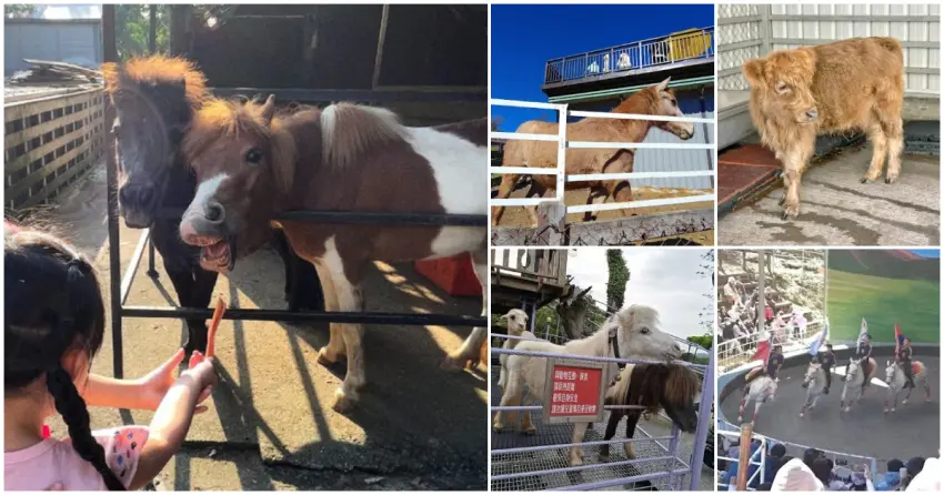 ▲全台8間親子動物農場，餵食迷你馬、馬術秀、馬年遛小孩行程先收藏。