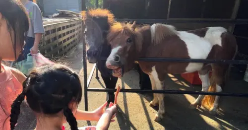 馬年要看迷你馬！全台8間親子動物農場，餵食迷你馬 馬術秀 馬年遛小孩行程必衝。