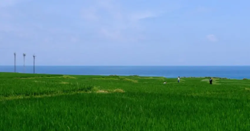 ▲「新社梯田」可以同時捕捉海浪與翠綠稻田同框的絕美畫面，療癒色調讓人彷彿置身世外桃源。