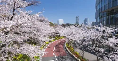 東京都心最優雅的賞櫻之旅！東京Midtown春櫻祭3月開跑，100棵櫻花、飯店戶外酒廊和夜櫻點燈即將夢幻登場。