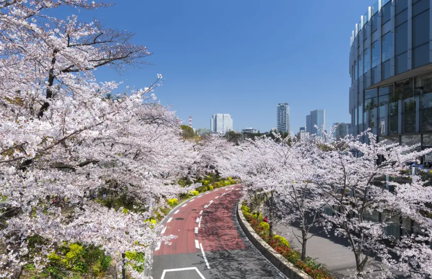 ▲時尚地標「東京Midtown」預計將在3月13日至4月12日舉辦春季盛事MIDTOWN BLOSSOM 2026。
