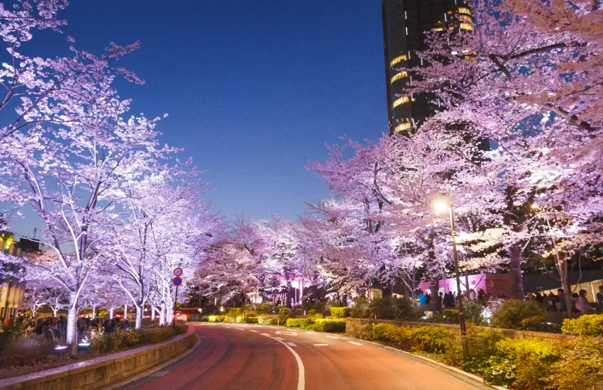 ▲整條櫻花大道彷彿被施了魔法，從粉嫩變成絢麗的粉紅色，視覺衝擊力十足。