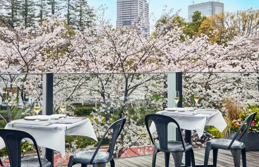 ▲沿著櫻花大道設置多間附設露台座位的餐廳，眼前就是滿開的櫻花樹，這種體驗就像電影場景。