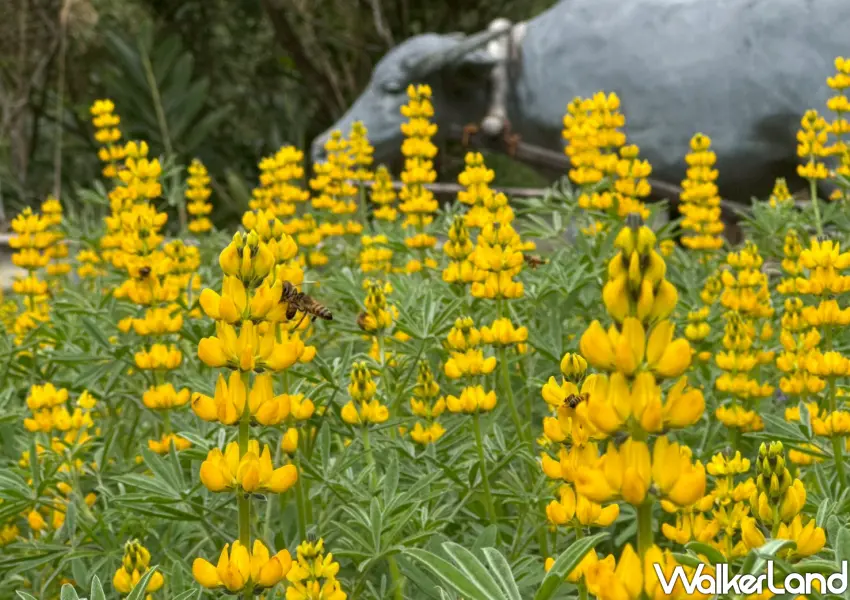 ▲2026 貓空樟樹步道必看金黃魯冰花海,搭配可愛牛車造景拍出超療癒田園風美照。