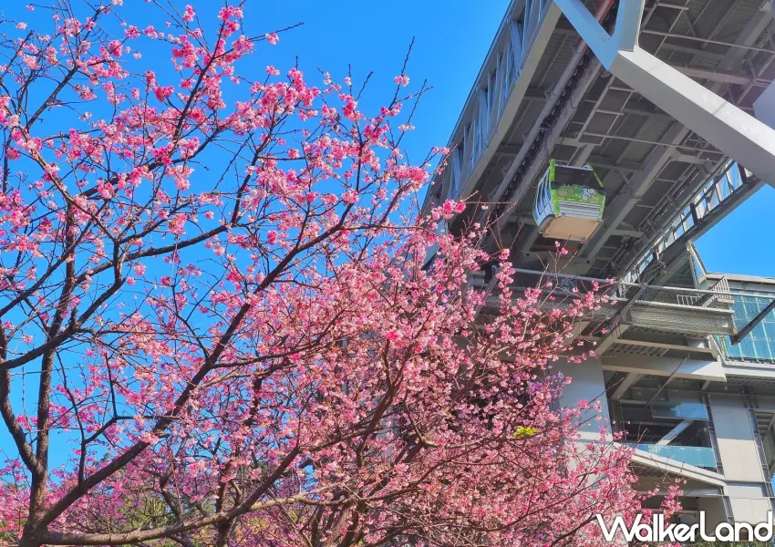▲搭乘貓空纜車至指南宮站,一出站就能近距離欣賞粉紅山櫻花綻放,是春季台北賞櫻首選。