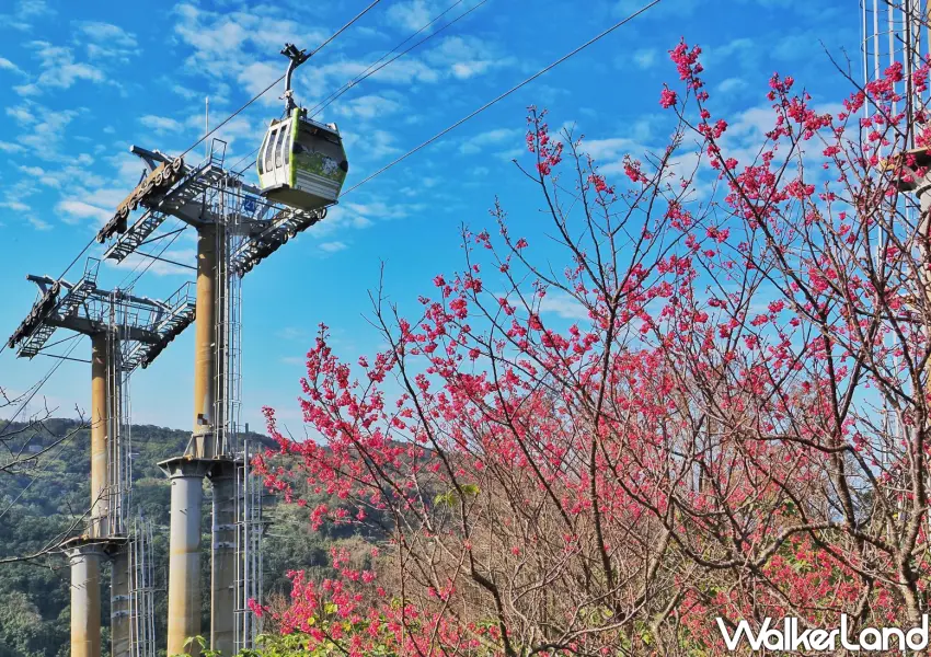 ▲貓纜指南宮站賞櫻最前線,坐在纜車上俯瞰滿山紅粉花海,體驗全台最美的雲端賞花行程。