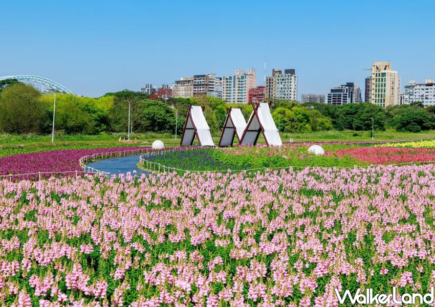 ▲2026 古亭河濱公園花海打造粉紫波浪浪漫景緻,必拍大型相機造景與彩色醉蝶花,是台北捷運直達的最美打卡聖地。