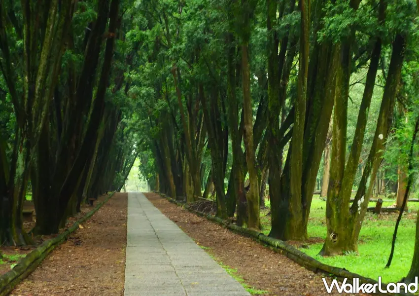 ▲竹山後花園「下坪自然教育園區」內最知名的肖楠步道，巨大的肖楠木交織成天然遮陽棚。